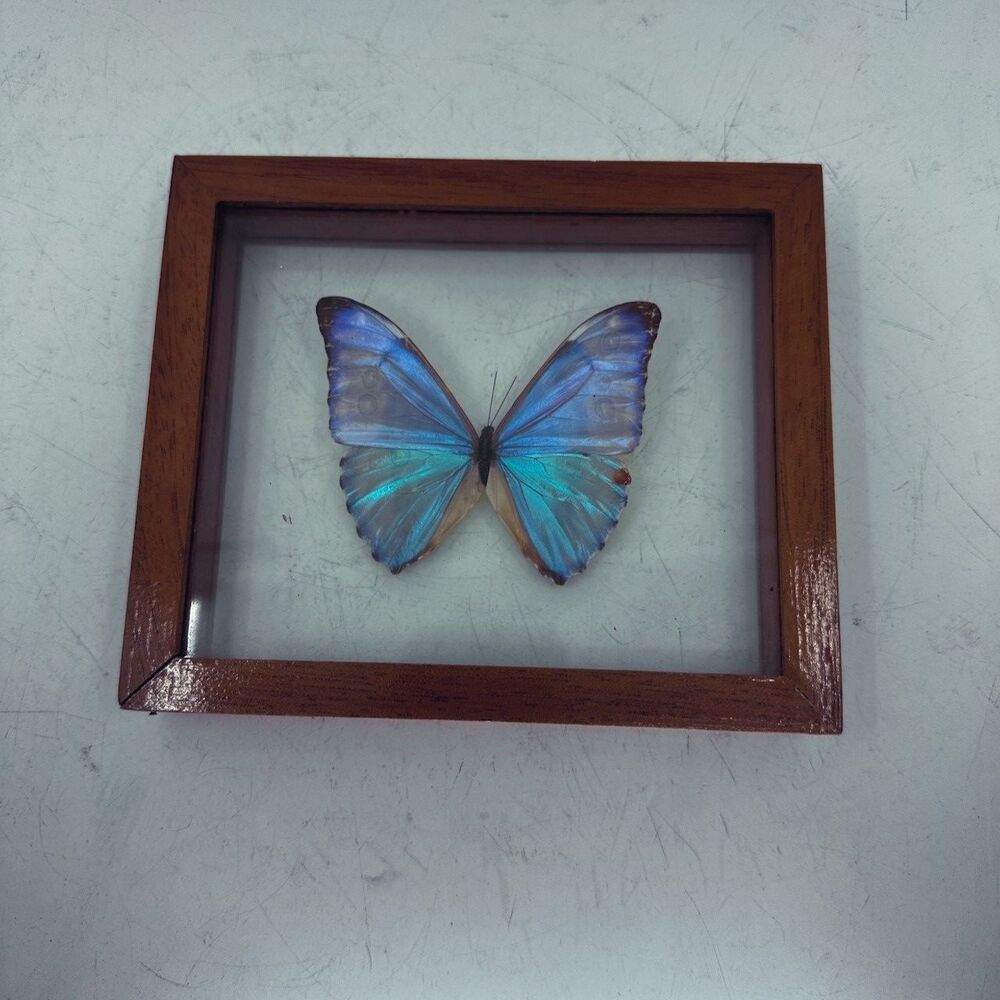 Real Blue Morpho Butterfly Framed Specimen Iridescent Wood Shadow Box Glass
